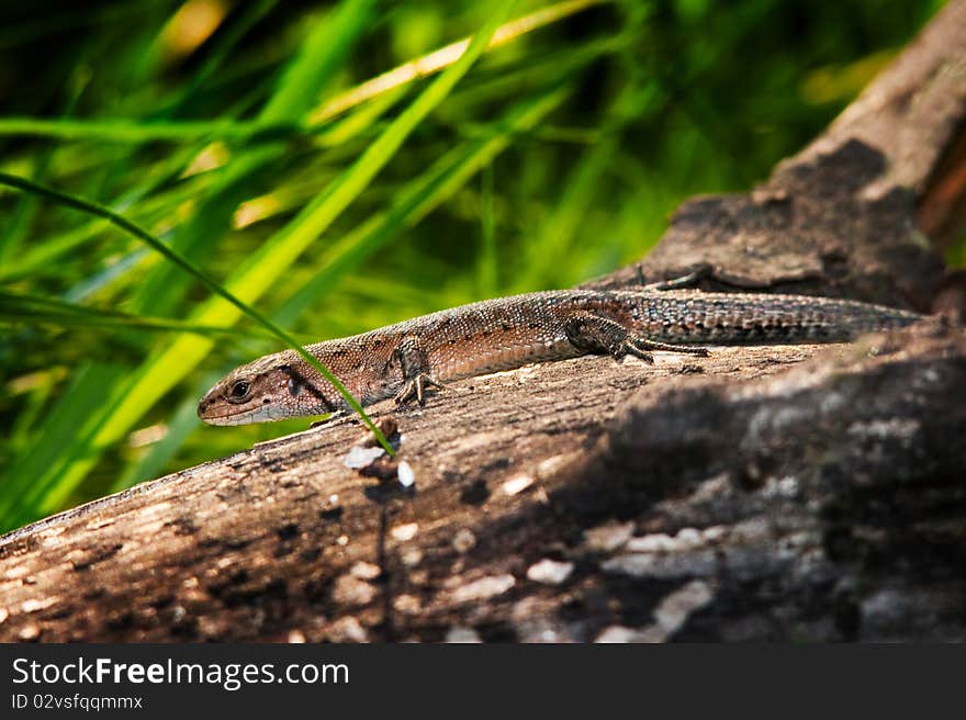 Viviparous lizard on the trunk