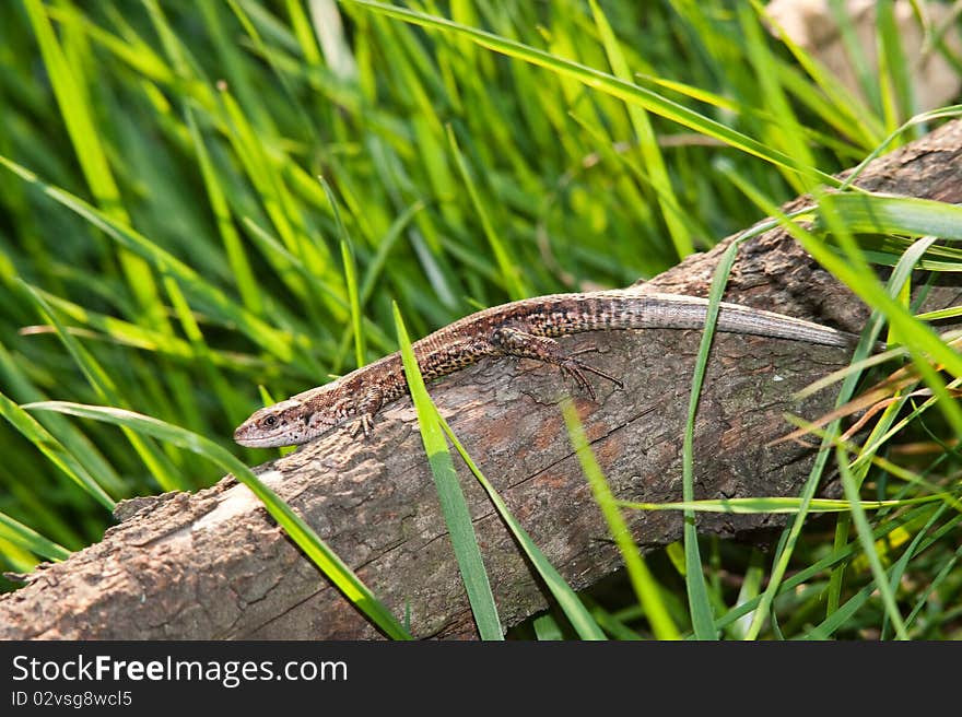 Viviparous lizard on the trunk