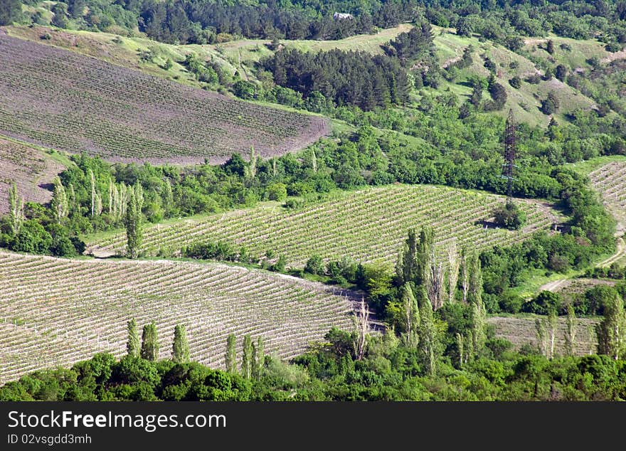 Vineyard in Crimean mountains valley