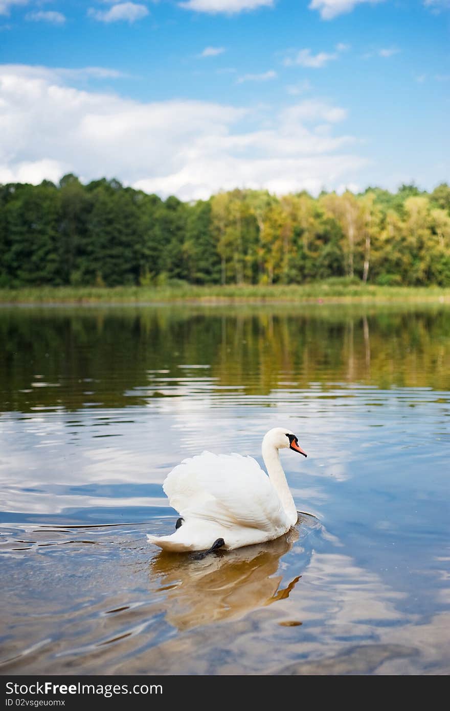 Swan swimming on the pond