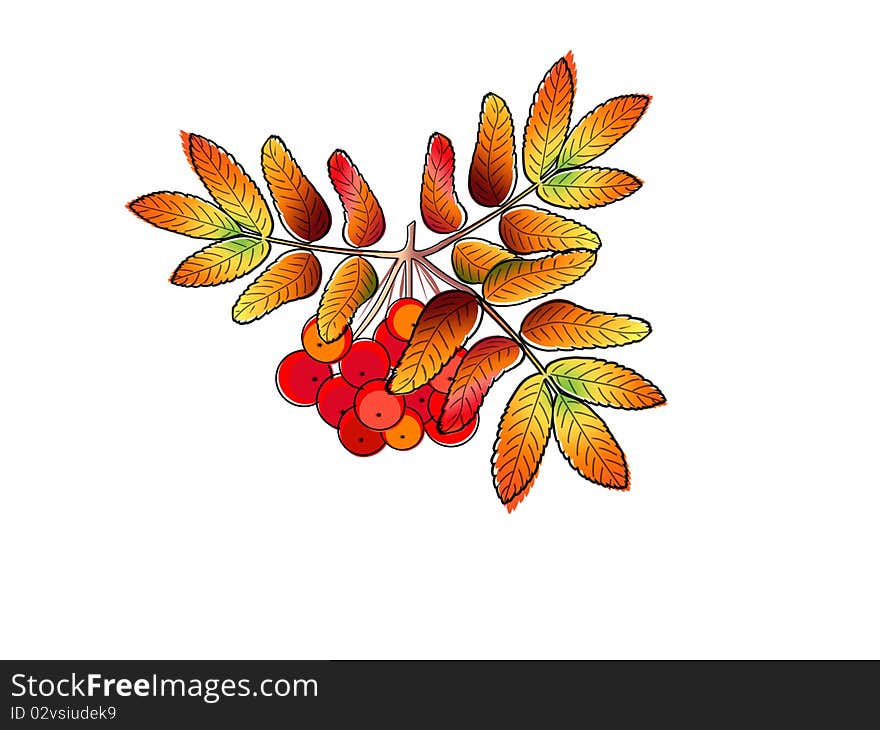 Autumn rowan berry isolated on a white background