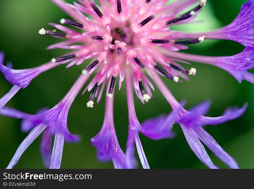 Bud of blossoming flower with insects