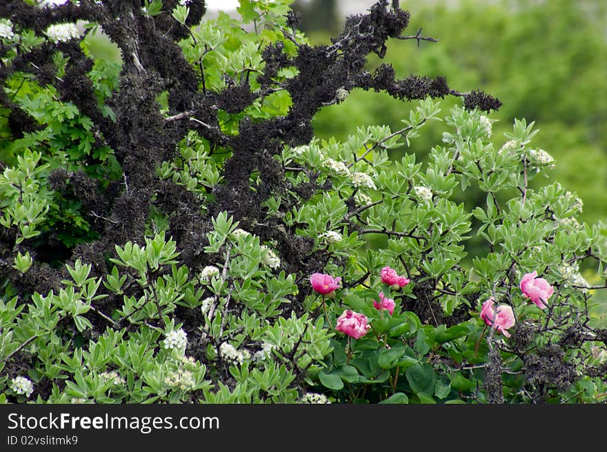 Crimean peony