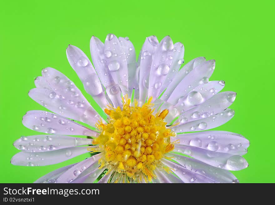 Little rain drops on flower petals close up