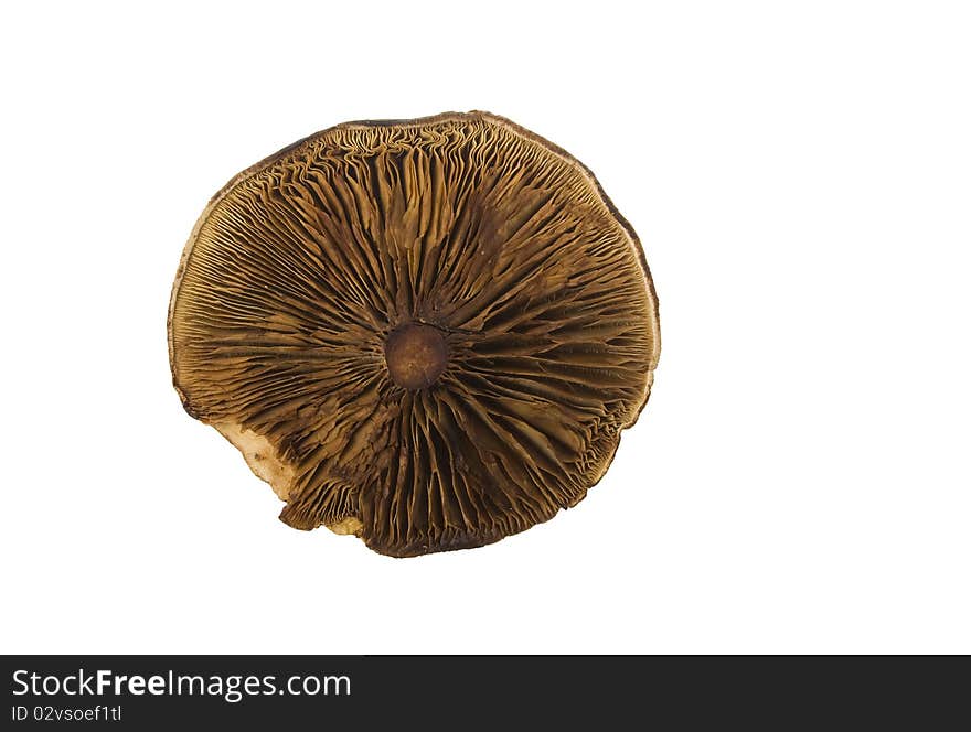 Bottom view of paxil mushroom