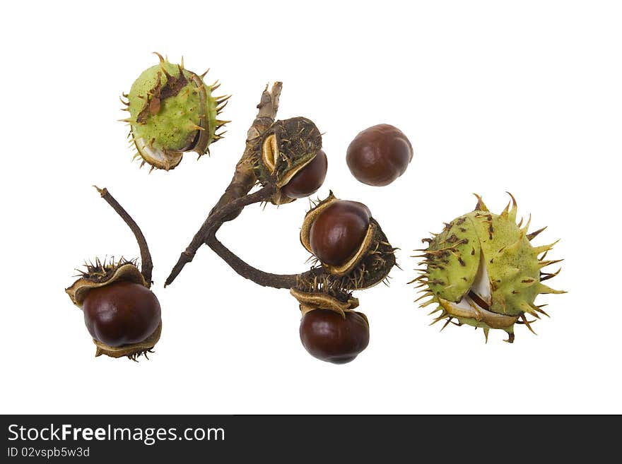 Chestnuts isolated on white background. Chestnuts isolated on white background