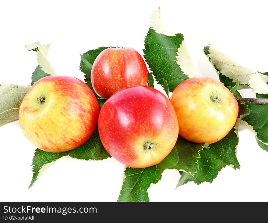 Apples on green branch isolated on white background