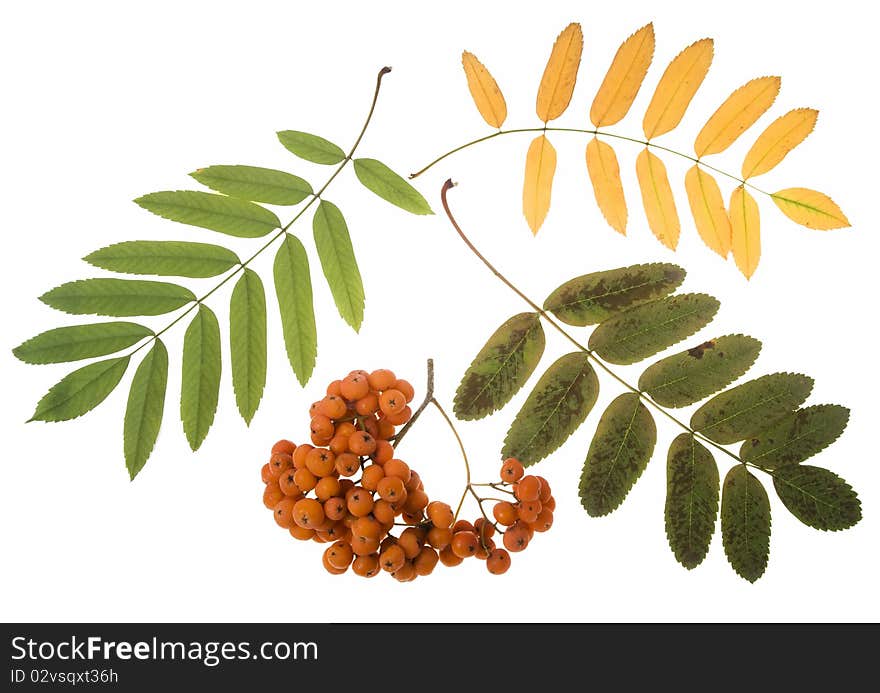 Bunch of red rowan isolated on white