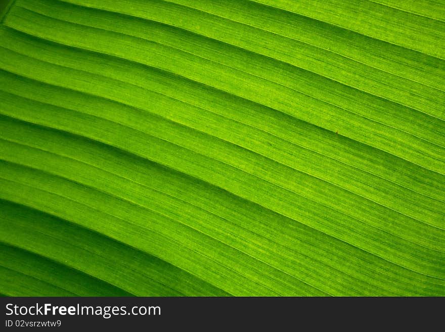 Green leaf with texture marco. Green leaf with texture marco