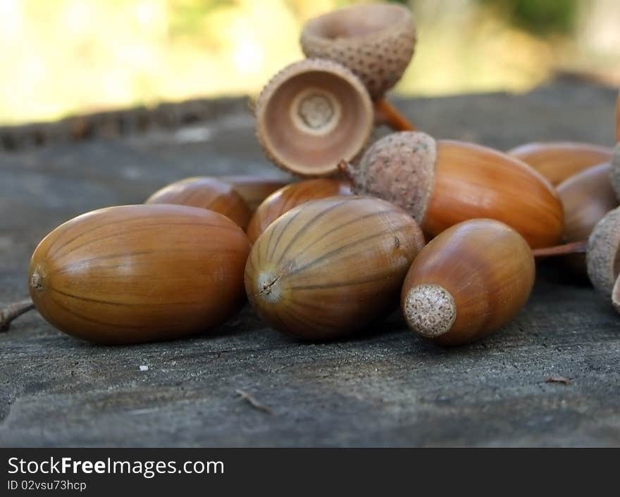 Acorns