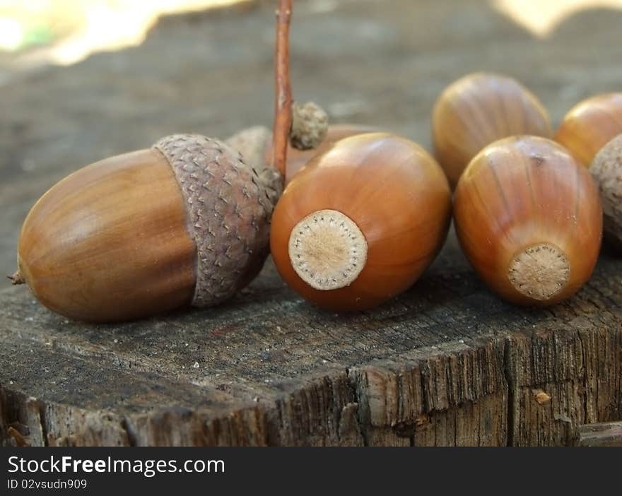 Acorns