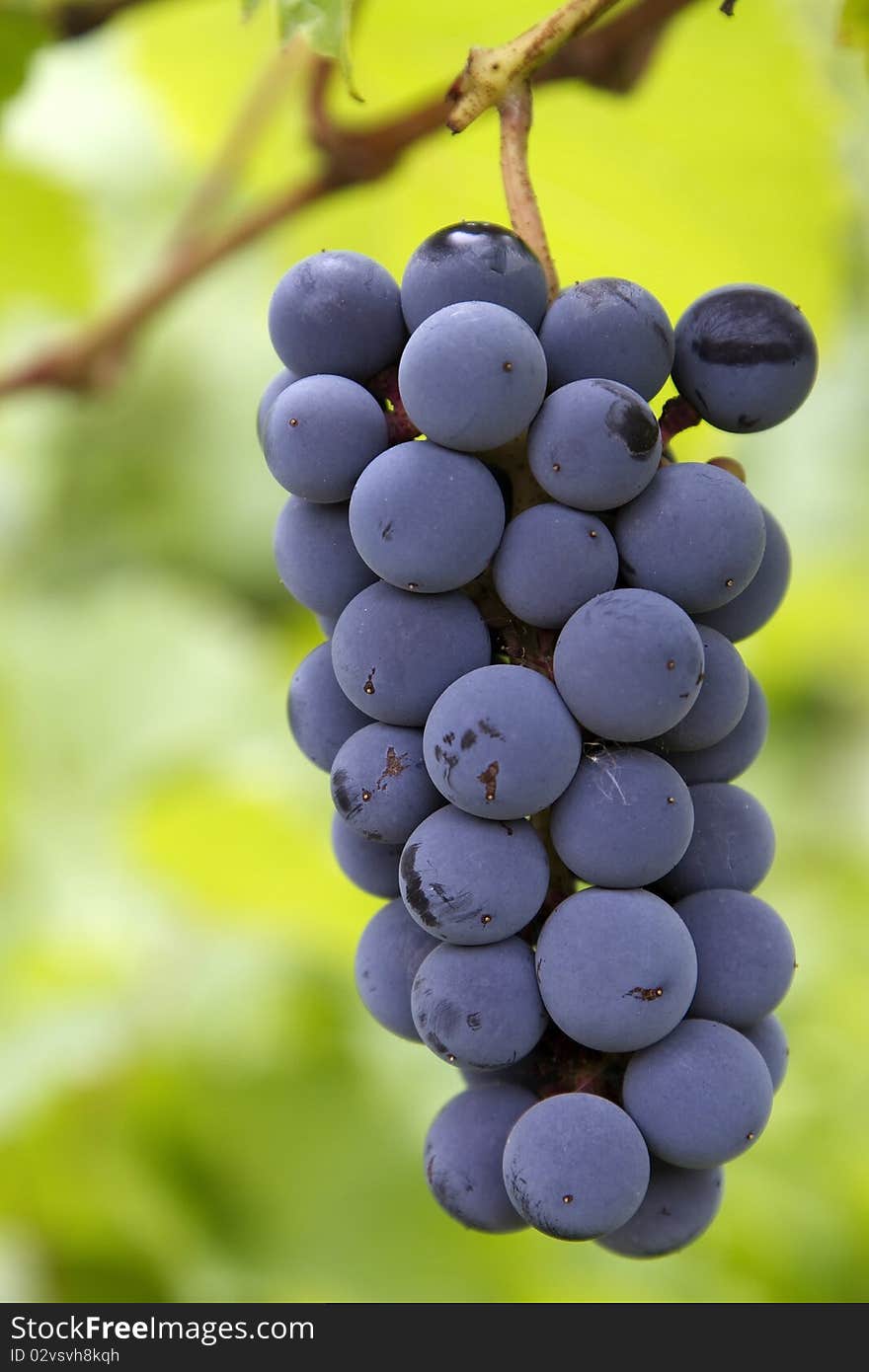 Bunch of red grapes with leaves