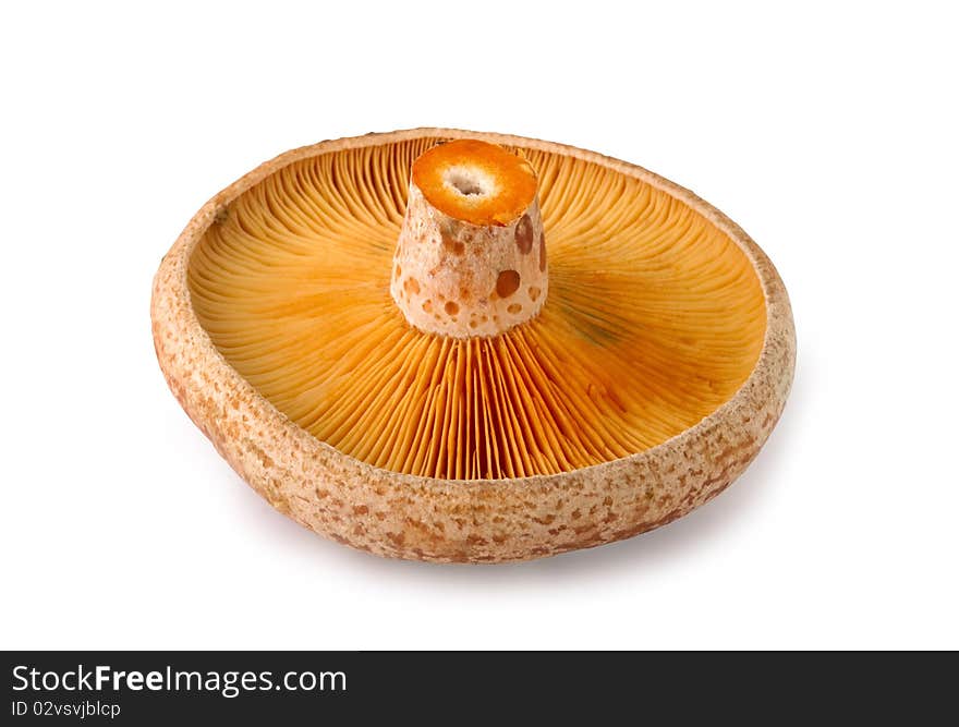 Edible mushrooms,  Lactarius deliciosus, isolated on white background