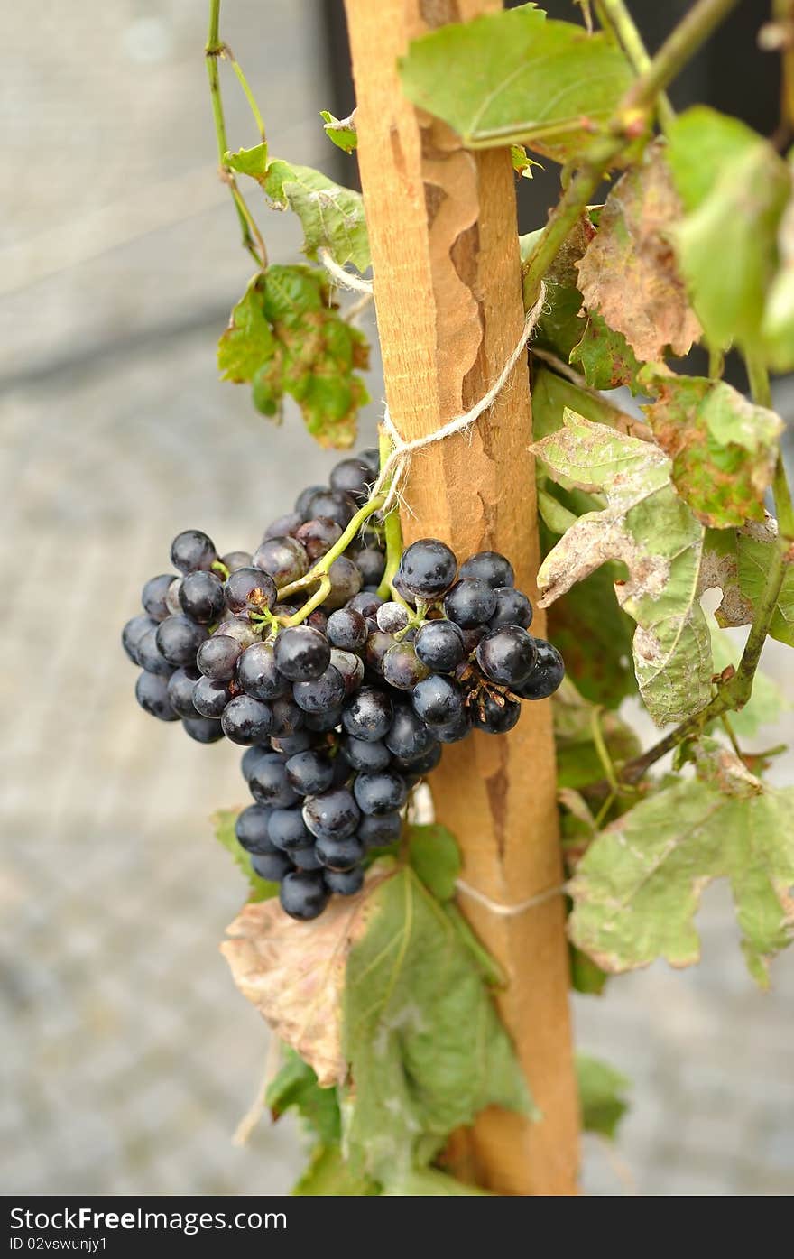 Grapes