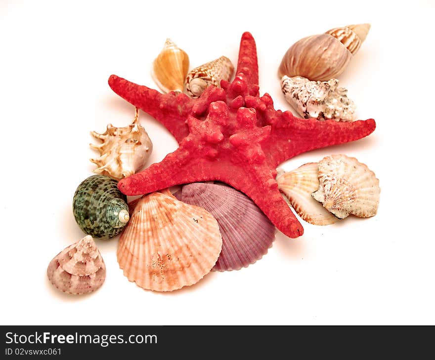 Starfish among cockleshells on a white background. Starfish among cockleshells on a white background