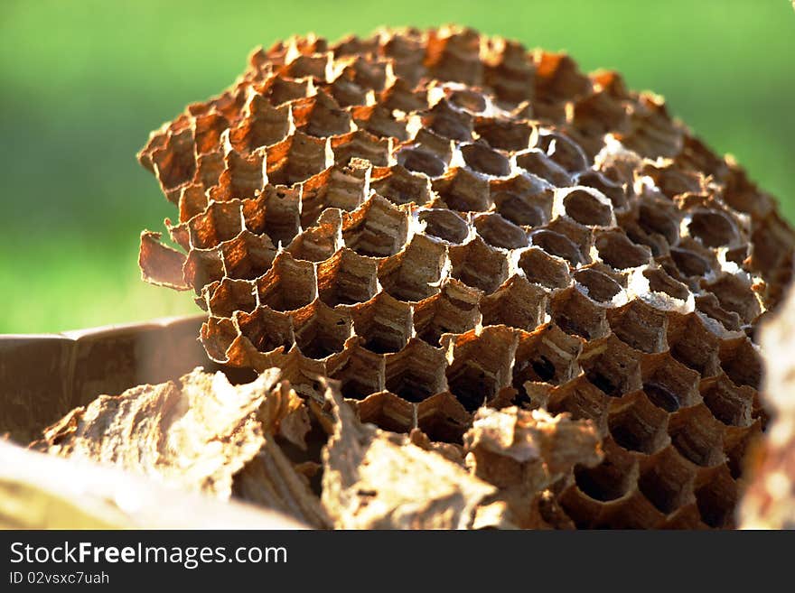 Empty hornet's nest without insect