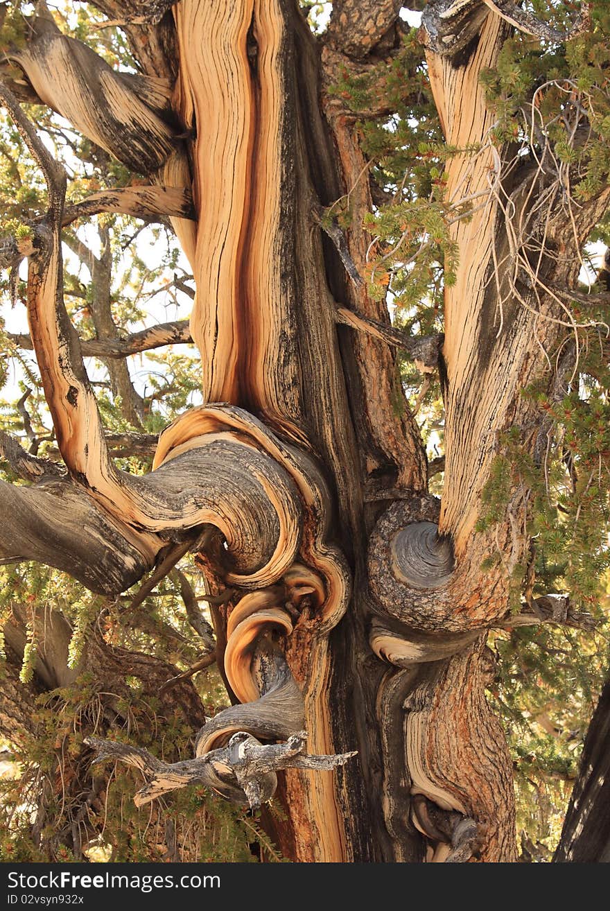 Detail of the trunk of a Great Basin Bristlecone Pine tree in the White Mountains, Inyo County, California. Detail of the trunk of a Great Basin Bristlecone Pine tree in the White Mountains, Inyo County, California