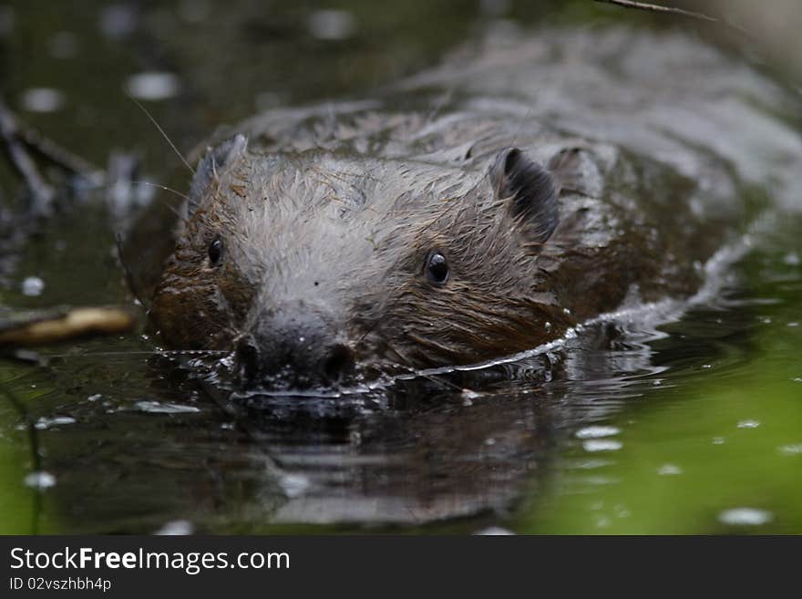 Swimming beaver