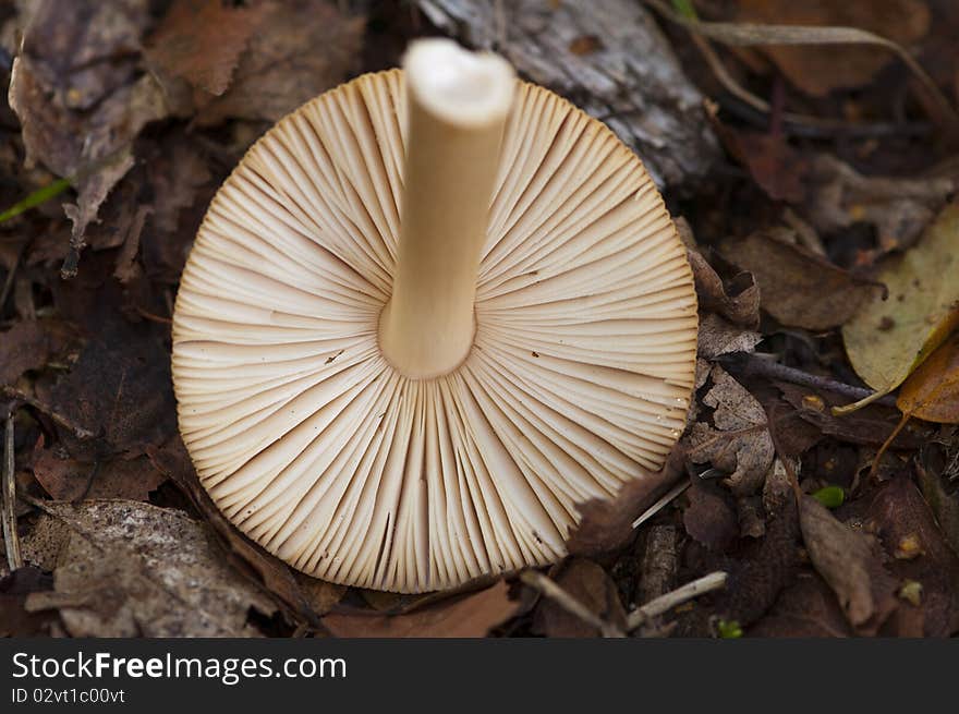 Wild Mushroom Gills Exposed