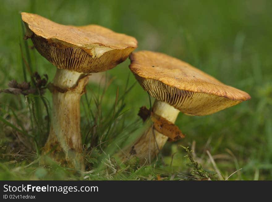 Fungi in autumn growing in english woodland. Fungi in autumn growing in english woodland