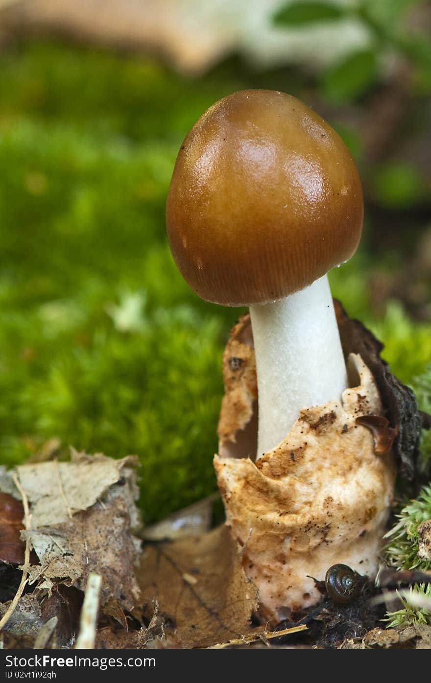 Tawny Mushroom In Wood