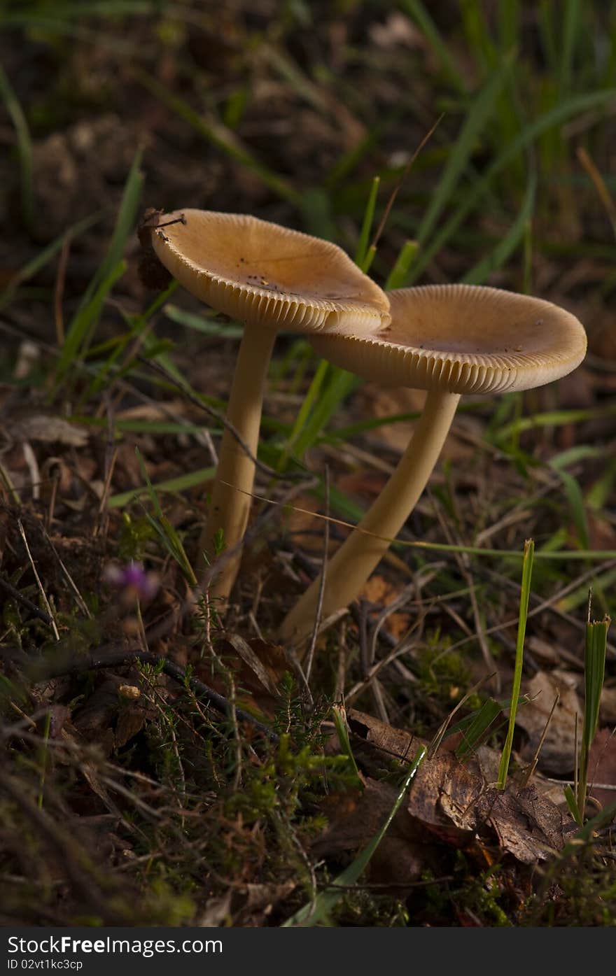 Twin fungi detail