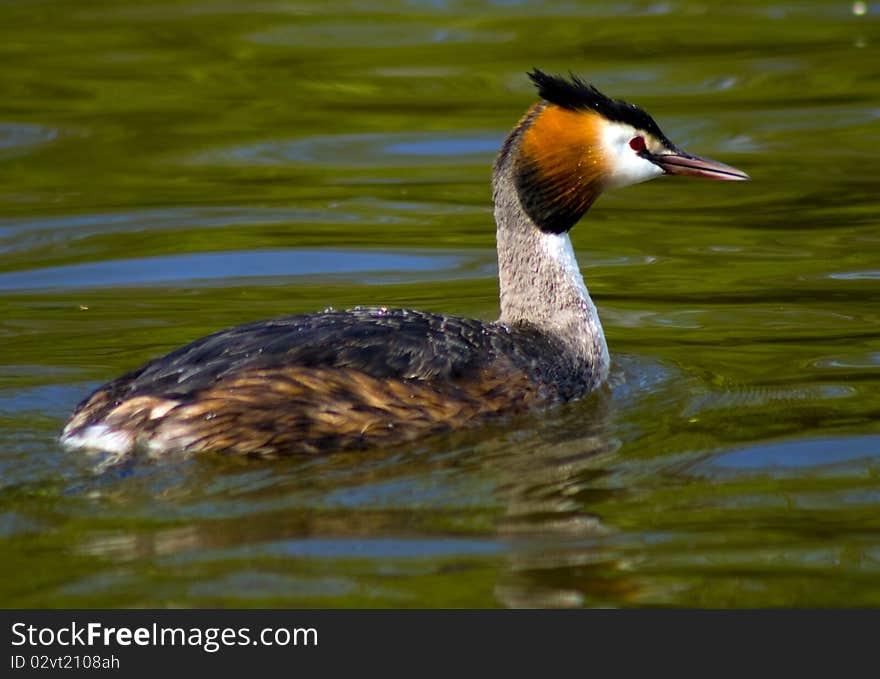 Grebe