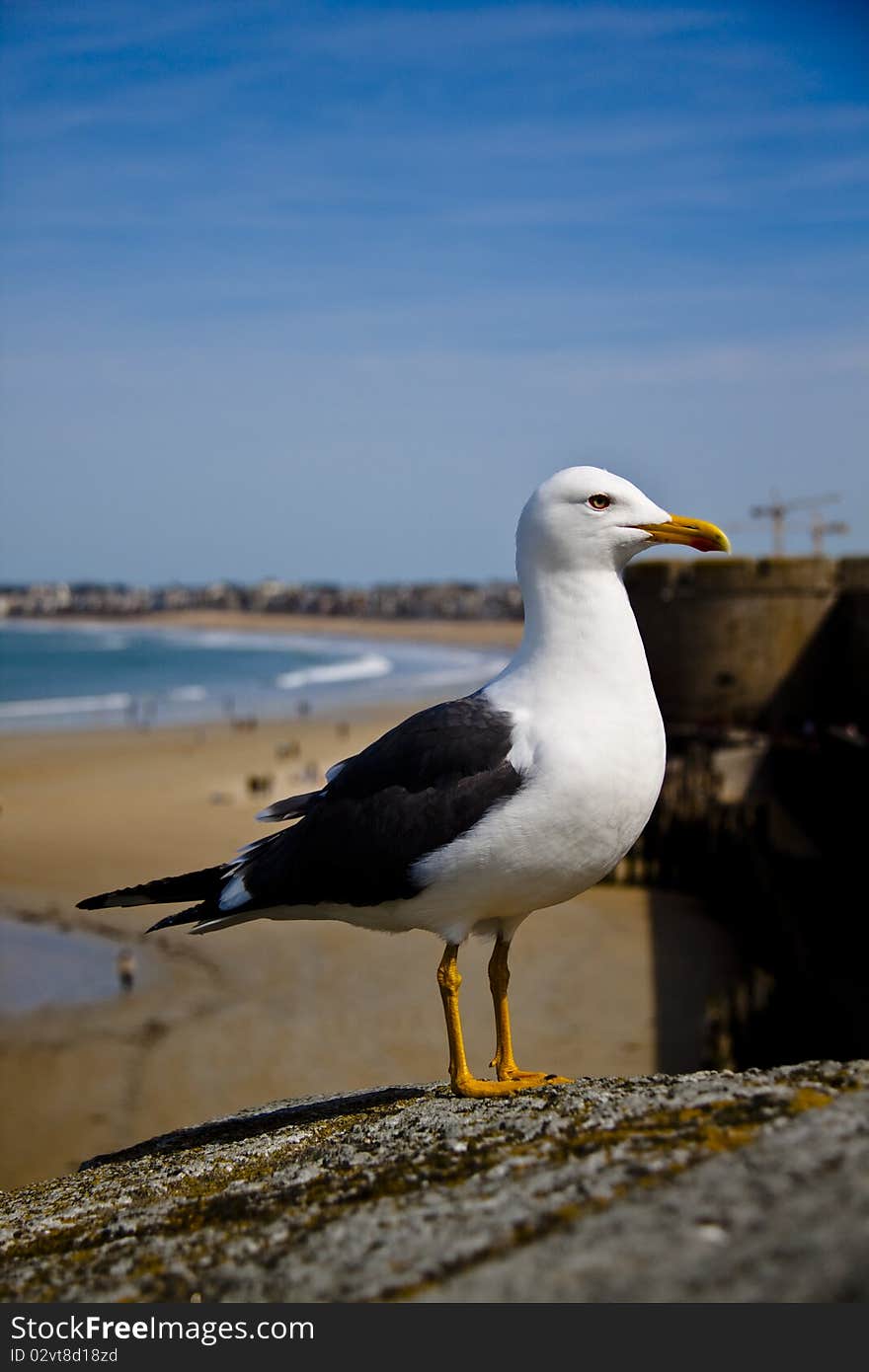 Pacific seagull