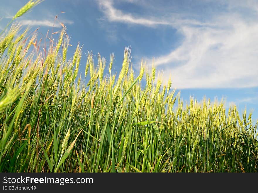 Wheaten Field