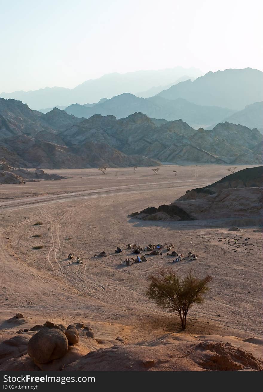 Bedouin camel riders