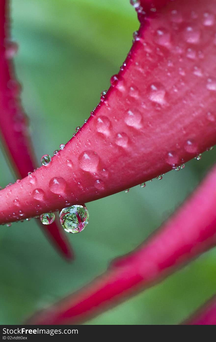 Kaka beak rain drop