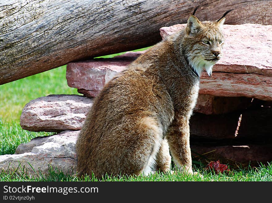 Lynx on the Watch