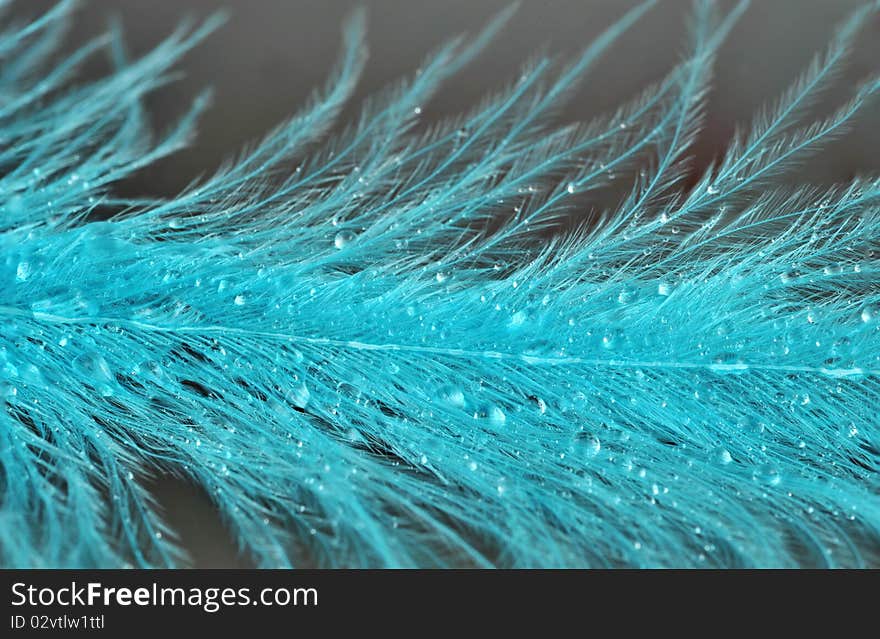 Blue feathers with drops