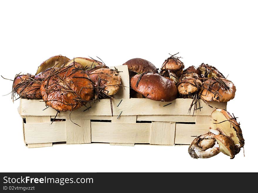 Basket with edible mushrooms - suillus