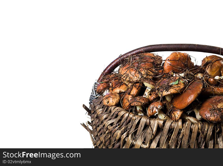 Basket With Mushrooms