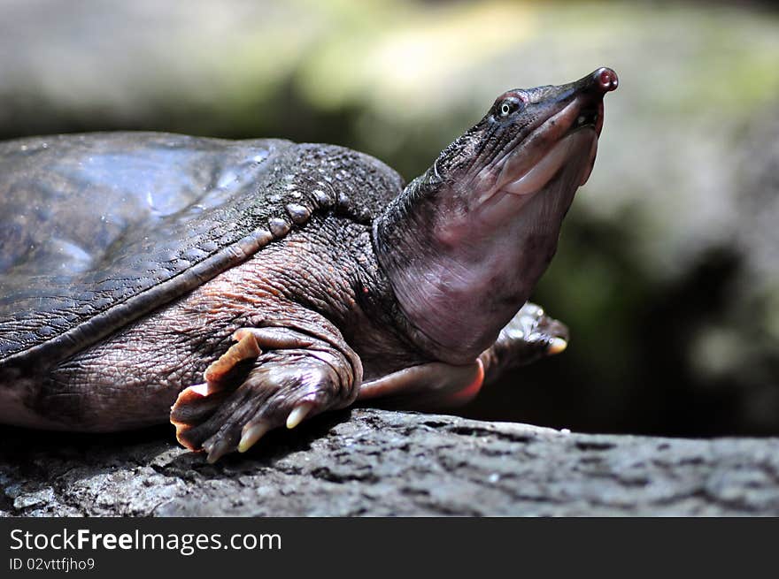 An unusual looking turtle at the Tampa Aquarium.