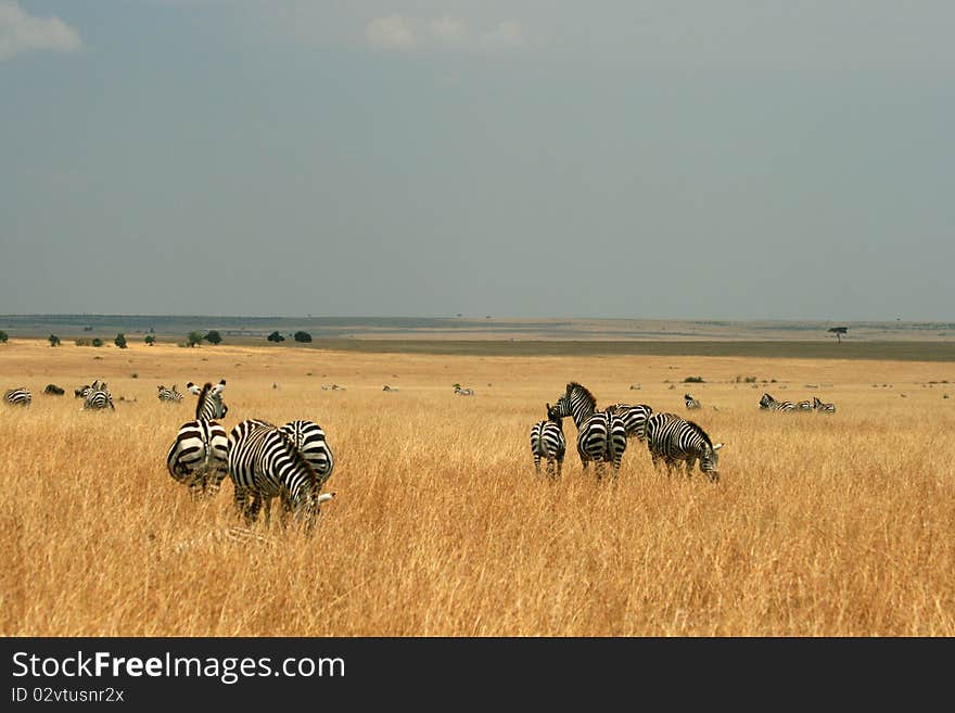 Zebras in Kenya s Maasai Mara