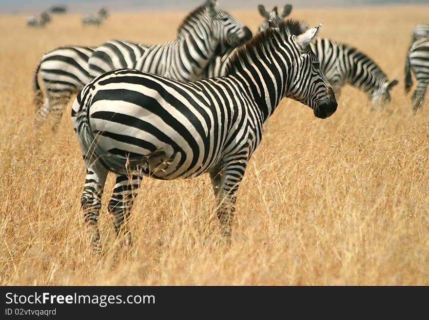 Zebras In Kenya S Maasai Mara