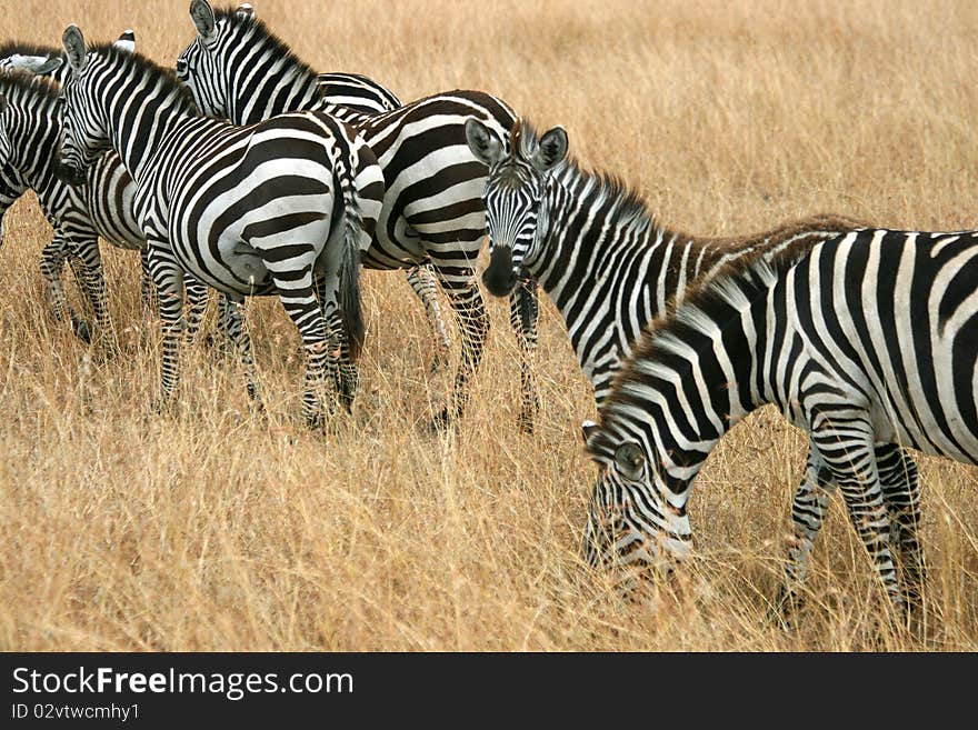 Zebras in Kenya s Maasai Mara