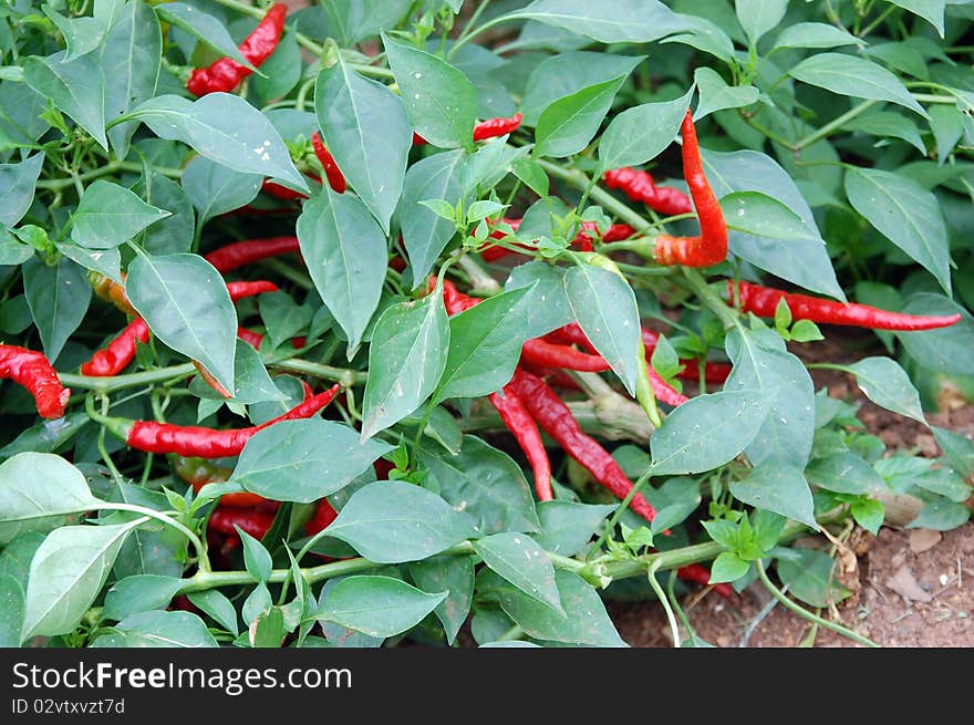 Green Leaves and Red Peppers