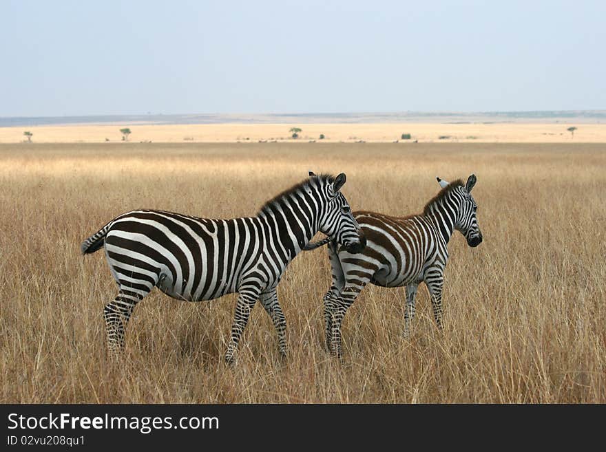 Zebras in Kenya s Maasai Mara