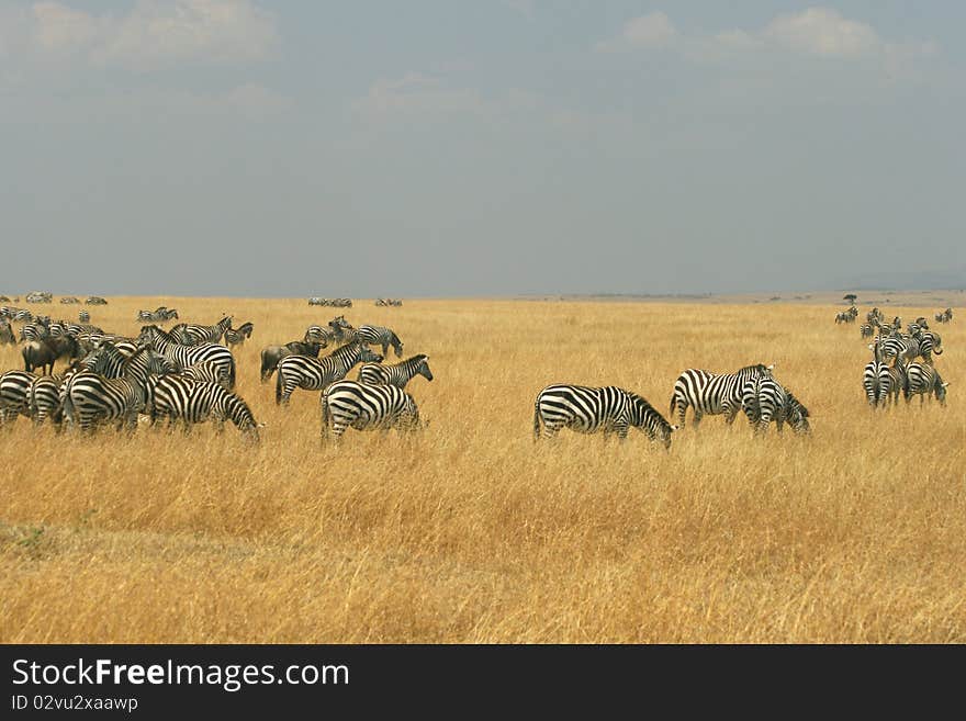 Zebras in Kenya s Maasai Mara