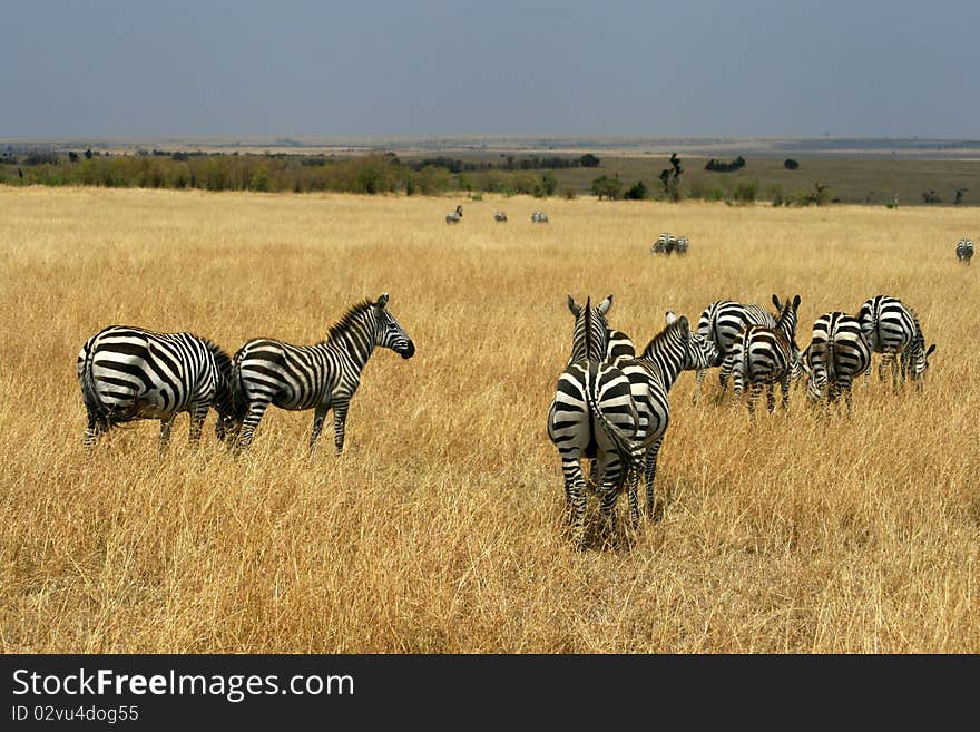 Zebras In Kenya S Maasai Mara