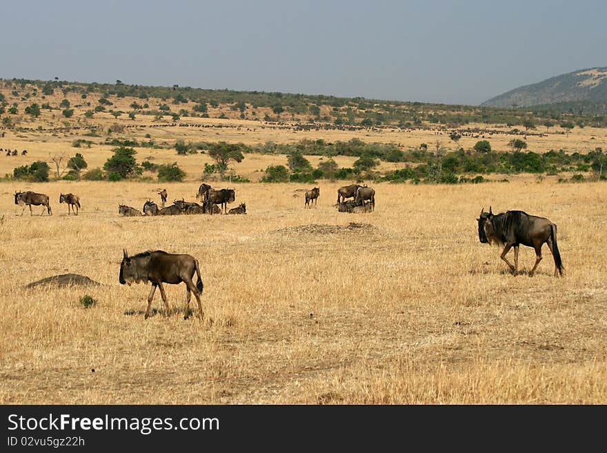 Kenya s Maasai Mara Animal Migration