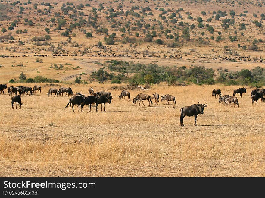 Kenya S Maasai Mara Animal Migration