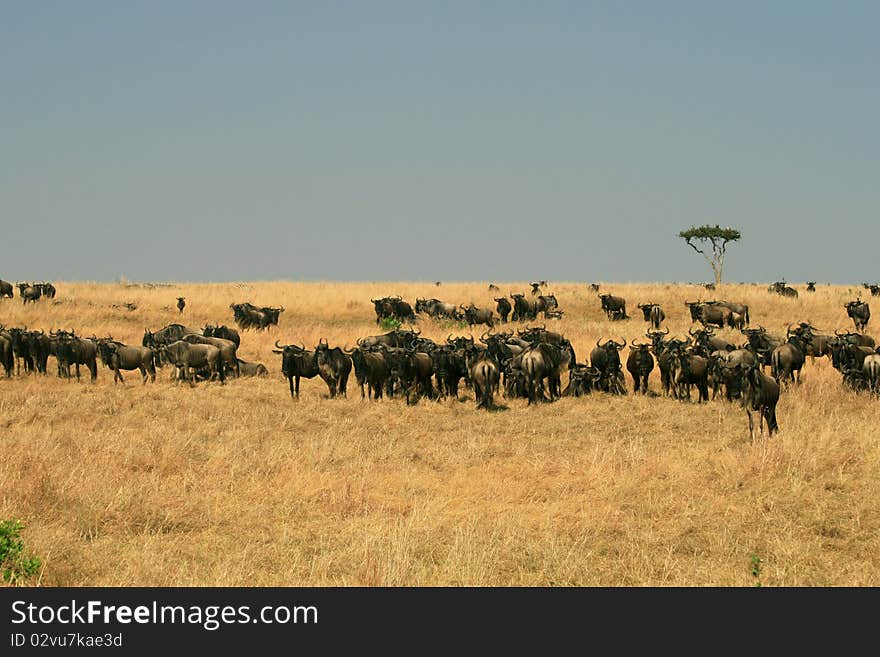 Kenya S Maasai Mara Animal Migration