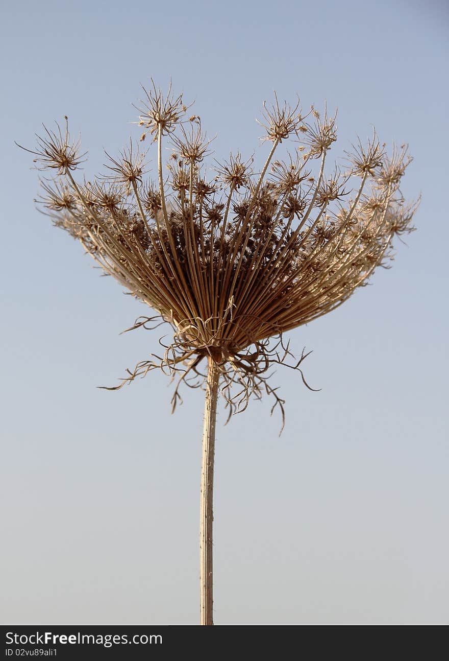 Gray faded flower on a background of autumn grass