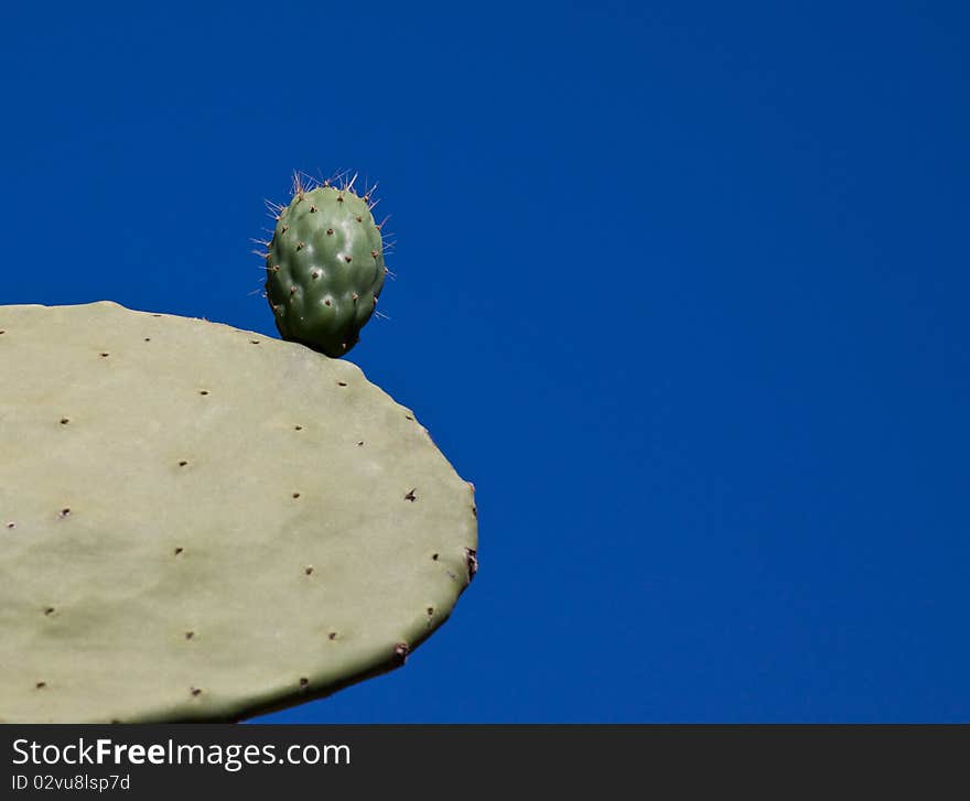 Opuntia ficus-indica in blue background. Opuntia ficus-indica in blue background