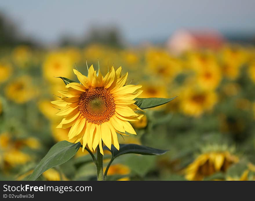 Sunflower field