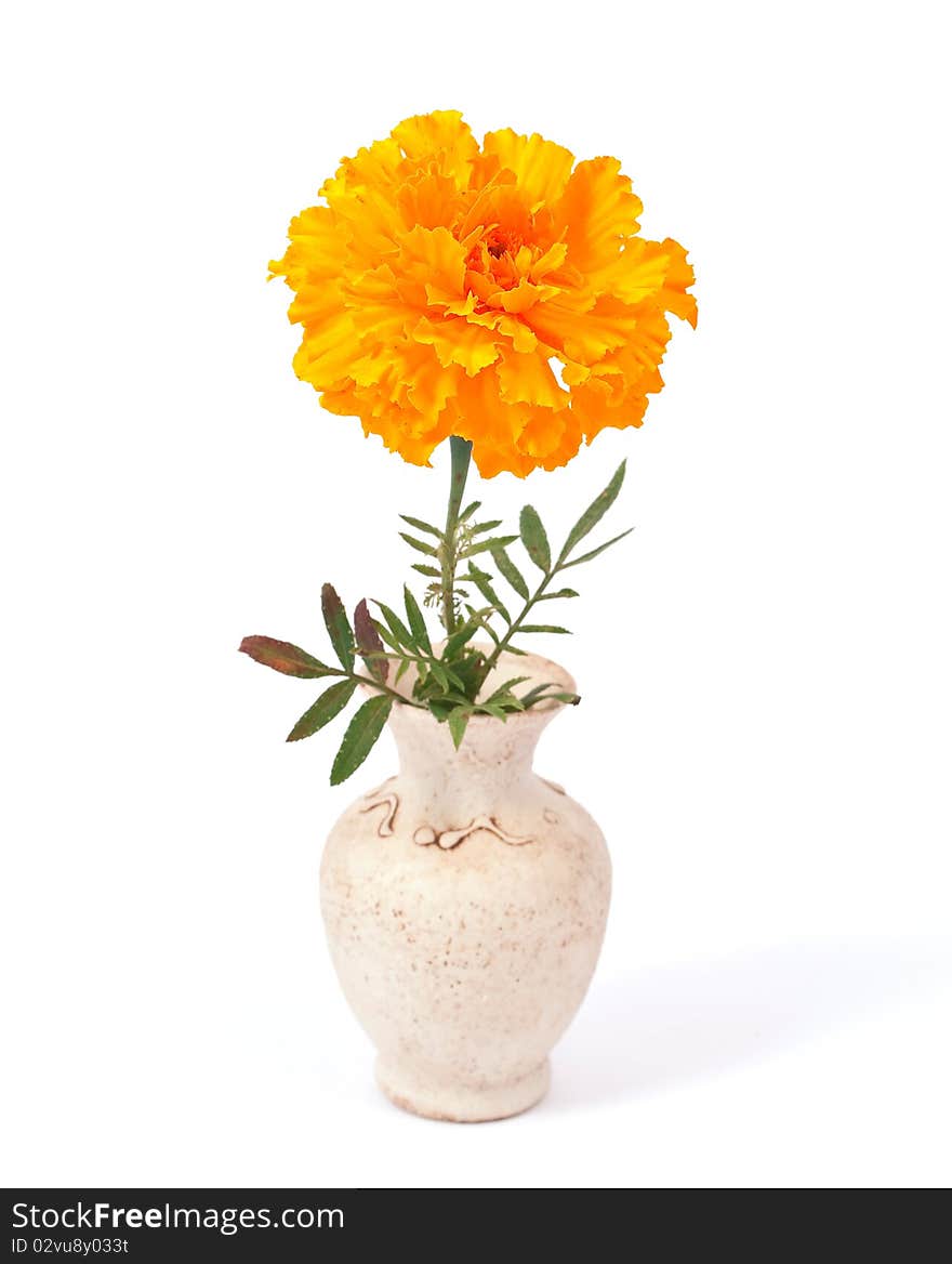 Marigold flower on a white background